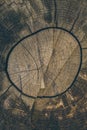 Wood texture and background. Cut tree trunk background in vintage style. Tree trunk close up. Macro view of cut tree trunk texture Royalty Free Stock Photo