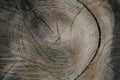 Wood texture and background. Cut tree trunk background in vintage style. Tree trunk close up. Royalty Free Stock Photo