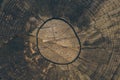 Wood texture and background. Cut tree trunk background in vintage style. Tree trunk close up. Macro view of cut tree trunk texture Royalty Free Stock Photo