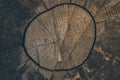 Wood texture and background. Cut tree trunk background in vintage style. Tree trunk close up. Macro view of cut tree trunk texture Royalty Free Stock Photo