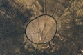 Wood texture and background. Cut tree trunk background in vintage style. Tree trunk close up. Macro view of cut tree trunk texture Royalty Free Stock Photo