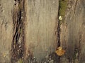 Wood texture background surface with natural pattern, grains of sand and leaves