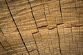 Wood texture background surface. Royalty Free Stock Photo