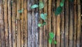 Wood texture background texture of bamboo