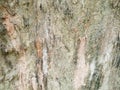 Wood texture background. trunk detail texture background.. Gnarl tree. Royalty Free Stock Photo