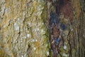 Tree trunk detail texture as natural background. Bark tree texture wallpaper. Royalty Free Stock Photo