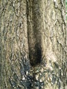 Wood texture background. trunk detail texture background.. Gnarl tree. Royalty Free Stock Photo