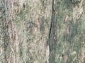 Wood texture background. trunk detail texture background.. Gnarl tree. Royalty Free Stock Photo