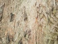 Wood texture background. trunk detail texture background.. Gnarl tree. Royalty Free Stock Photo