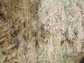 Wood texture background. trunk detail texture background.. Gnarl tree. Royalty Free Stock Photo