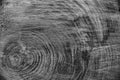 Wood texture background, wooden bark close up. Grunge textured monochome image