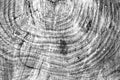 Wood texture background, wooden bark close up. Grunge textured monochome image