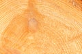 wood texture banner- spruce cross section