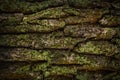 Wood texture. the bark of an old tree covered with moss