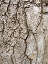 Wood texture of bark tree.