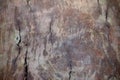 Wood texture bark tree trunk Royalty Free Stock Photo