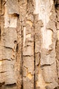 Wood texture bark tree trunk Royalty Free Stock Photo