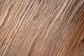 Wood texture Royalty Free Stock Photo