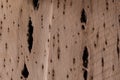 Wood texture of a cactus. wooden background