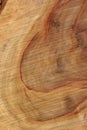 Wood Texture: Camphor Laurel