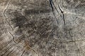 wood texture, closeup. Tree rings old weathered wood texture with the cross section of a cut log showing the concentric annual Royalty Free Stock Photo