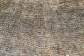 wood texture, closeup. Tree rings old weathered wood texture with the cross section of a cut log showing the concentric annual Royalty Free Stock Photo