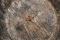 Wood texture of cross-cut log Royalty Free Stock Photo
