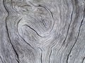 Wood texture with curves greyscale photo. Royalty Free Stock Photo