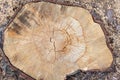 Wood texture from cut pine tree trunk, closeup. Cross section of a tree trunk. Flat lay