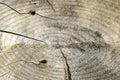 Wood texture of cut tree trunk. Abstract background. Old grunge wood background texture Royalty Free Stock Photo