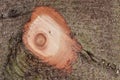 Wood texture cut tree trunk. Abstract, natural. Royalty Free Stock Photo