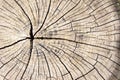 Wood texture cut tree trunk Royalty Free Stock Photo