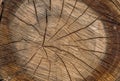 Wood texture cut tree trunk Royalty Free Stock Photo