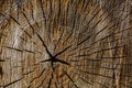 Wood texture of cut tree trunk