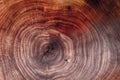Wood texture cut tree trunk Royalty Free Stock Photo