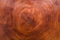 Wood texture cut tree trunk Royalty Free Stock Photo