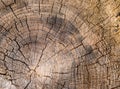 Wood texture of cut tree trunk - wooden surface background Royalty Free Stock Photo