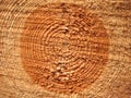 Wood texture of cutted tree trun Royalty Free Stock Photo