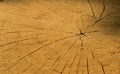 Wood texture of cutted tree Royalty Free Stock Photo