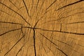 Wood texture of cutted tree Royalty Free Stock Photo