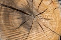 Wood texture of cutted tree trunk Royalty Free Stock Photo