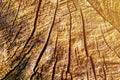 Wood texture of cutted tree trunk, close-up Royalty Free Stock Photo