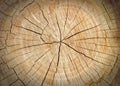 Wood texture of cutted tree trunk Royalty Free Stock Photo