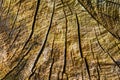 Wood texture of cutted tree trunk, close-up Royalty Free Stock Photo