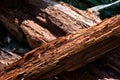 Wood texture in the Forest.