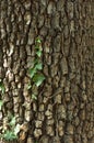 Wood texture forest pattern macro wood Royalty Free Stock Photo