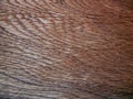 Wood texture. Oak tree sheet surface Royalty Free Stock Photo