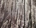 Wood Texture