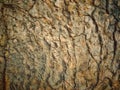 WOOD TEXTURE.Old cross-section of a tree.Original wood texture on the cut. Royalty Free Stock Photo