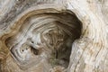 Wood texture on the old tree stump roots. Wavy lines. image of B